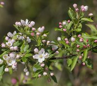 Malus Sieversii apple flowers